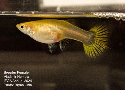 guppy female blond yellow